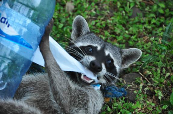 Um Guaximim na fInca Magdalena, na Isla Ometepe, no Lago de Nicarágua